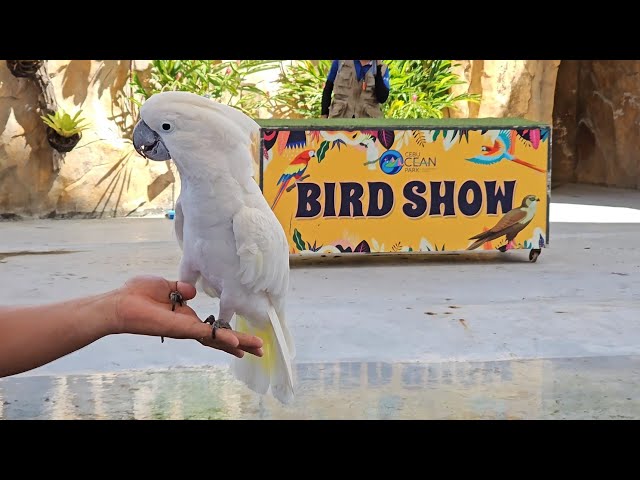 Cebu Ocean Park & Events Center Bird Show.