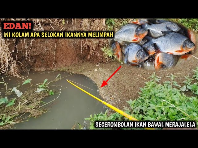 Oh my god! Fishing for tilapia and catfish in the middle of a rice field, I never expected to har...
