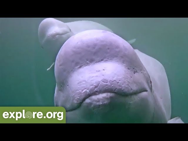 Five Fascinating Facts About Beluga Whales - Never Stop Learning