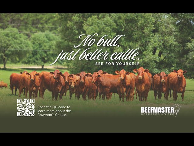 No bull, just better cattle.
