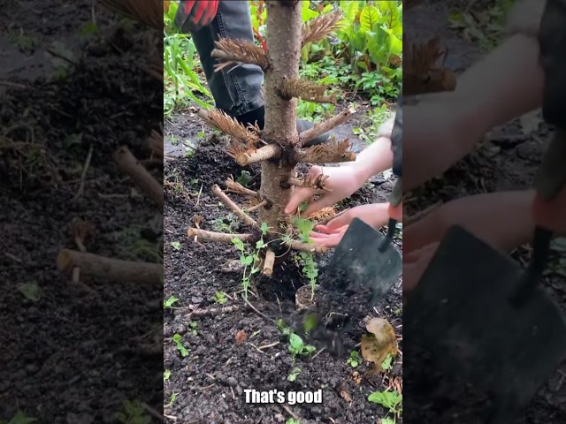 NEVER throw your Christmas tree away... do THIS instead!