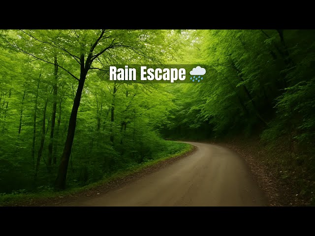 360° Rain Escape | Relaxing Forest Drive for Deep Focus
