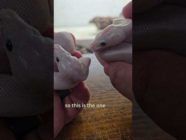 Pastel BEL vs. BEL Ball Python—Can You Tell the Difference?