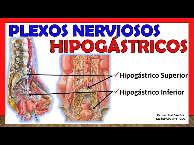 🥇 Hypogastric Nerve Plexuses (Superior and Inferior). Simple Explanation!