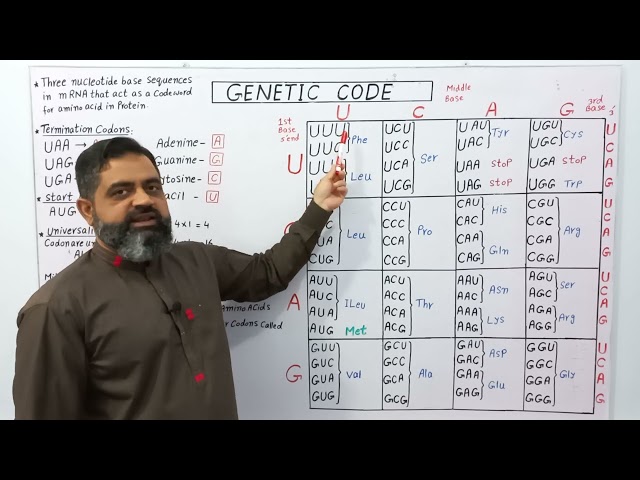 Genetic Code Urdu/Hindi medium @prof.masoodfuzail| Codon | Start codon | Stop codon