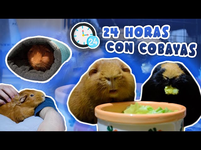 ⏰ ¡RUTINA DIARIA CON 2 COBAYAS! 🐹🐹 24 horas con Trisqui y Brownie 📹🧡
