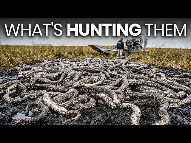 The Burmese Pythons in the Everglades Are Being Hunted — And the Predator Was Unexpected