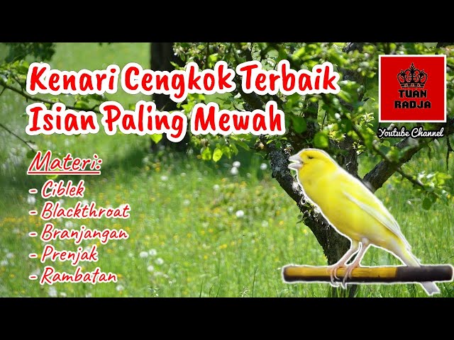 Kenari cengkok terbaik dengan isian paling mewah dan mantap