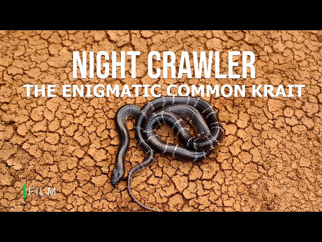 Night Crawler: The Enigmatic Common Krait | Indian Reptiles | Snakes of India | @RoundglassSustain