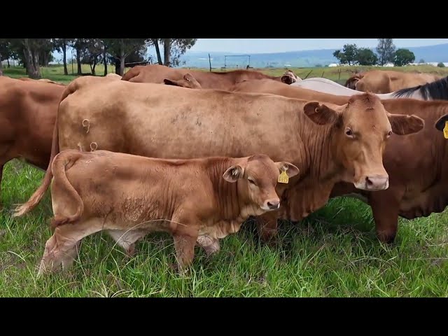 P356 Vallejo Beefmaster: 30 cows on 5 hectares, regenerative cattle ranch