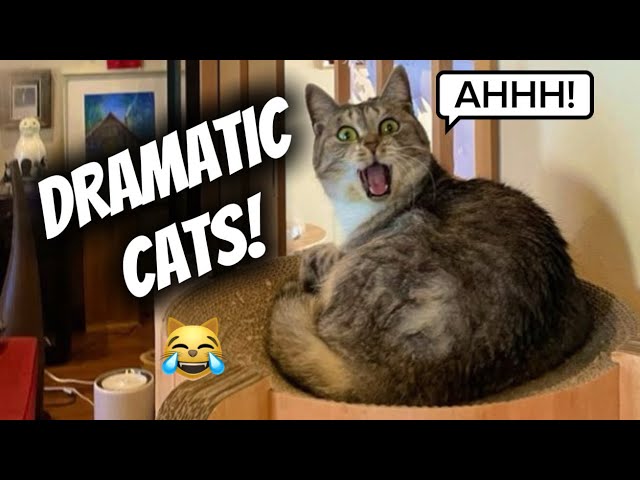 Cats Being Dramatic for No Reason 😂 | Funniest Cat Moments - try not to laugh 😹 