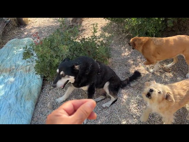 Django Is Struggling... But We Are By His Side! - Takis Shelter