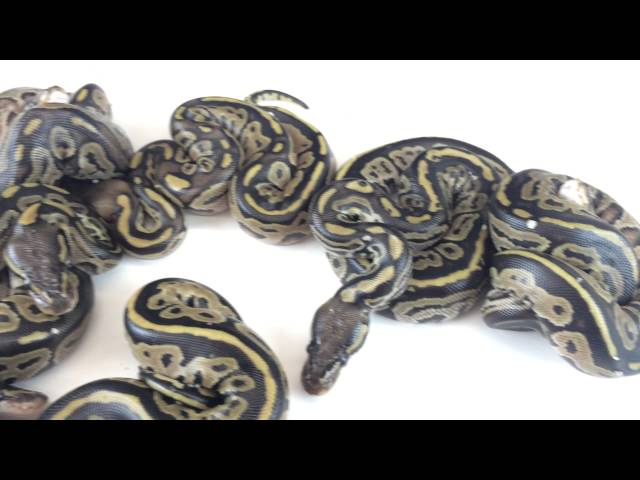2016 Ball Python Hatching Video 6