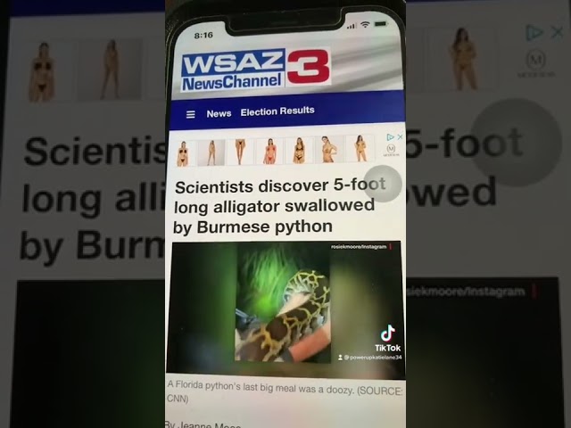 Python eats alligator