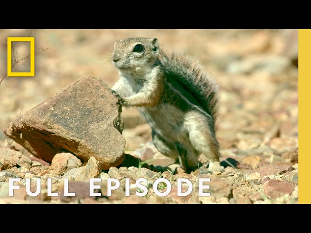 Surviving Earth's Most Extreme Climates (Full Episode) | Hostile Planet: Compilation | Nat Geo