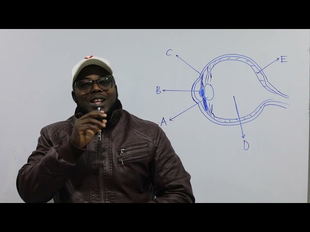 Imagine You Meet This Question In GCE 2026 Biology | All Night Revision | Link in Comment Section.