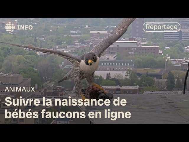A popular falcon family at the University of Montreal