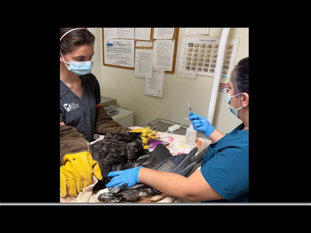 Ojai Raptor ~ BALD EAGLE JACKIE REMAINS CRITICALLY ILL & HER CONDITION IS CURRENTLY UNSTABLE! 8.9.26