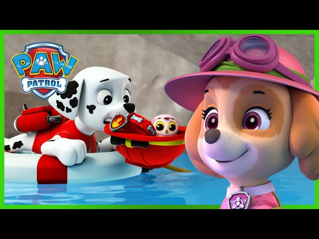 Más de 1 hora de rescates de Skye y Marshall - PAW Patrol Episodio Español - Patrulla de Cachorros