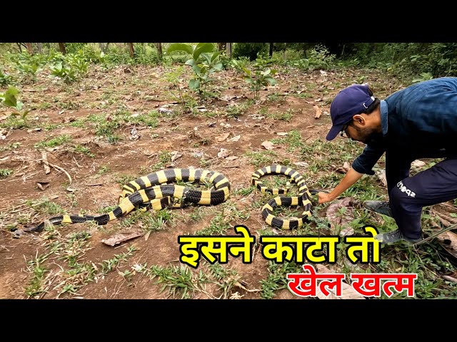 Discovering the Deadly Beauty of the Banded Krait: A Look at One of Asia's Most Venomous Snakes
