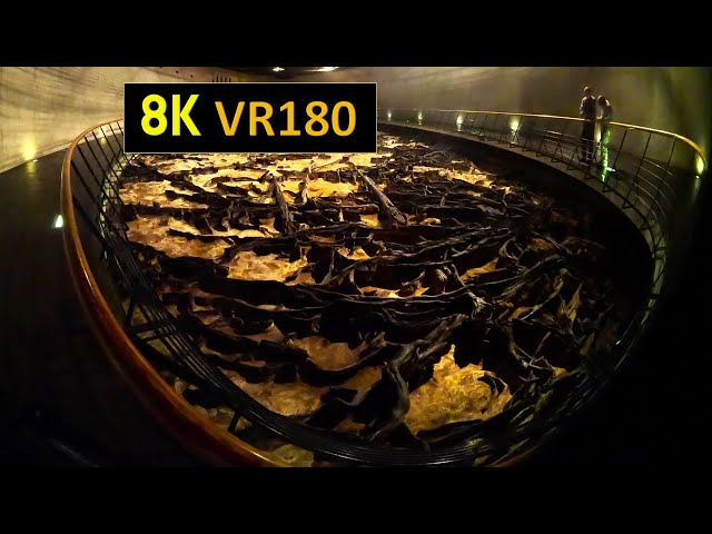 【8K VR180】宮城 仙台 地底の森ミュージアム