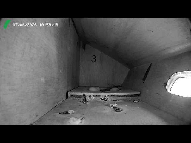 Bird Box Cameras (BBC)