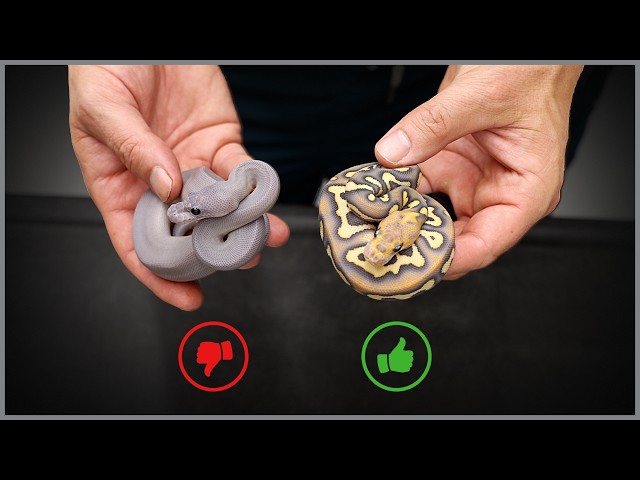 We Accidentally Made a Purple Snake?!