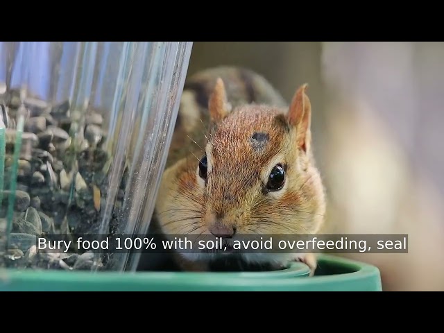 Keeping an Indoor Worm Bin From Ever Smelling — Beginner's Guide