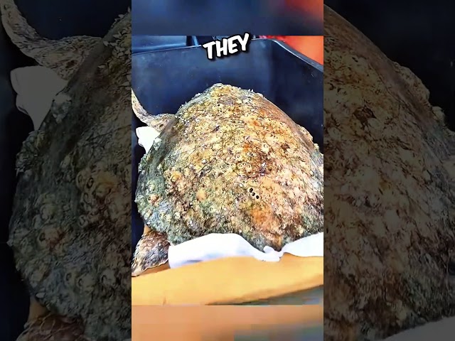 Most Satisfying Barnacle Removal from Sea Turtle! 😲#short #barnacles #seaturtle