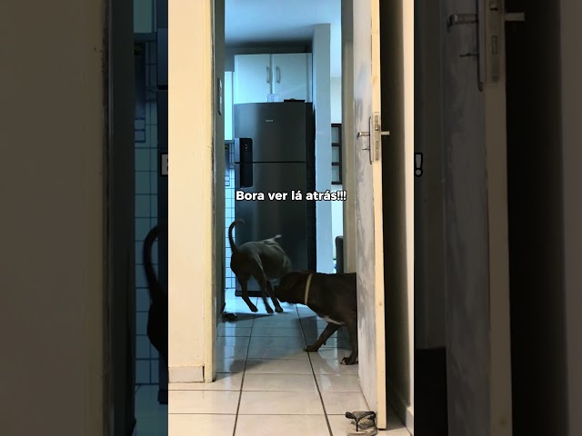 Playing hide-and-seek with my dogs #pets #animals #pitbull #funnydogs #short