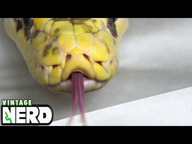 Cow Retic up close and personal #4