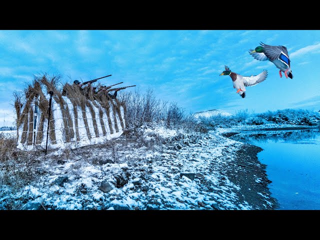 INSANE WHITE  A-FRAME ISLAND POND DUCK HUNT!