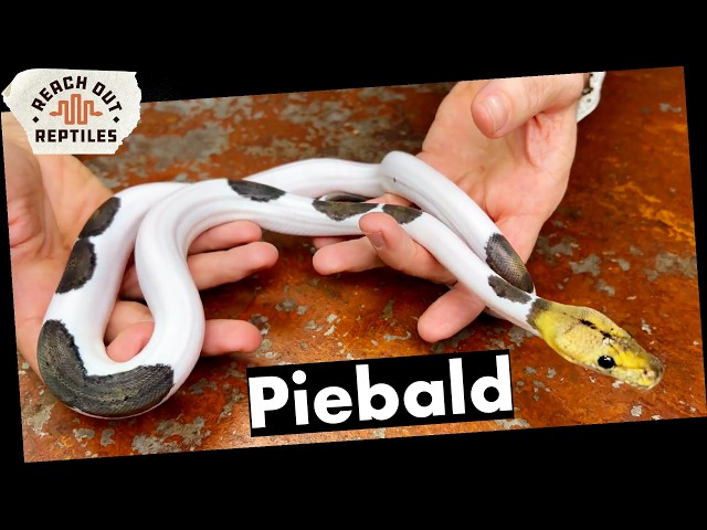 Morph Spotlight | Piebald Superdwarf Reticulated Pythons