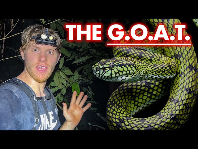 Is this incredible pit viper the BEST SNAKE EVER?!