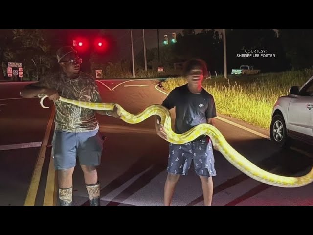 Giant python found roaming near school campus in South Carolina