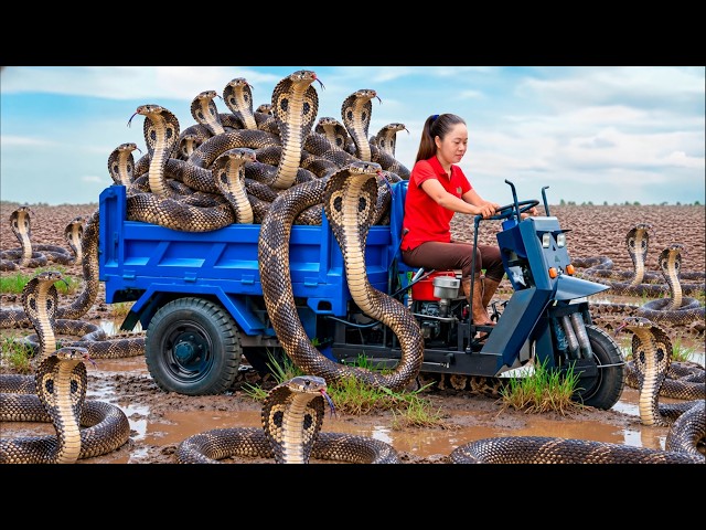 Harvesting Egypt King Cobra & Go to Market Sell | The snake species guarding the pharaoh's tomb