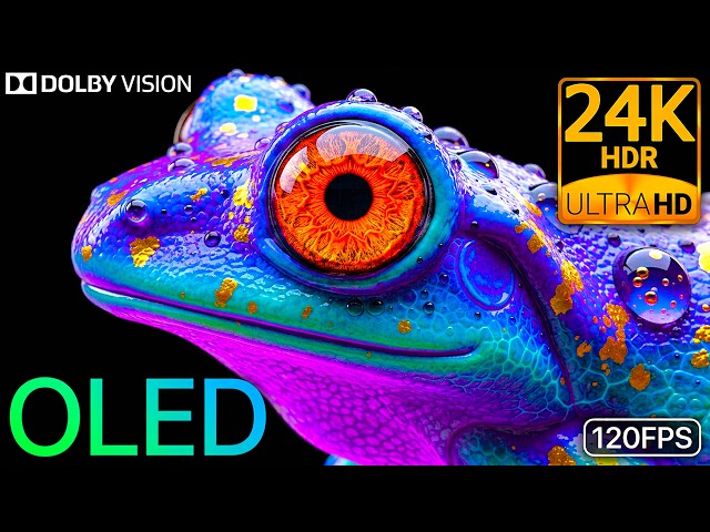 24K HDR 120FPS Wildlife Precision: Dolby Vision Color OLED Test (8K/4K Video)