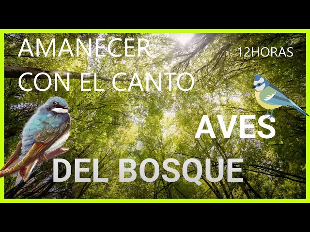 Sonidos RELAJANTES de PÁJAROS🦜 [CANTO de las AVES en el BOSQUE] 12 HORAS😲