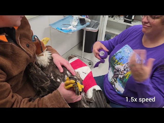 Bald Eagle Wing Wrap with the Alaska Raptor Center