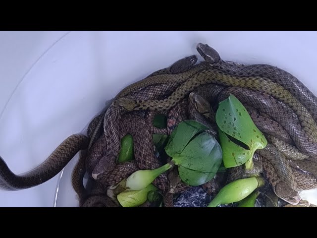 These pet snakes are friendly. Watch what they're doing. Thank you.