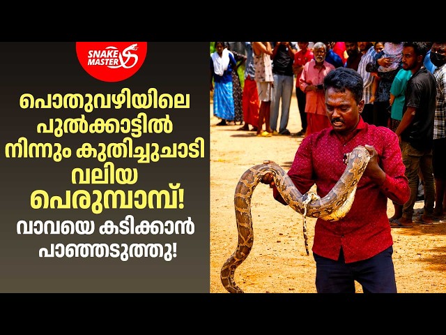 EP 88 | നാട്ടുകാരെ വിറപ്പിച്ച പെരുമ്പാമ്പ്!വാവയ്ക്ക് നേരെ ചീറിയടുത്തു | Python Rescue | Snakemaster