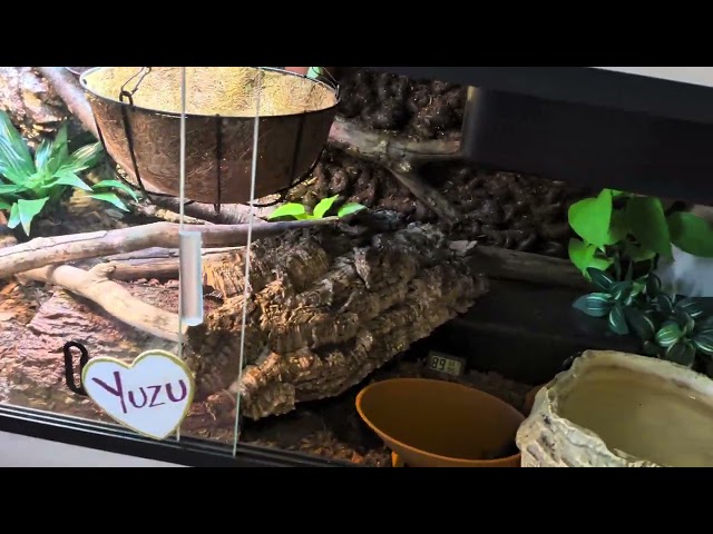 Ball Python Enclosure Tour!