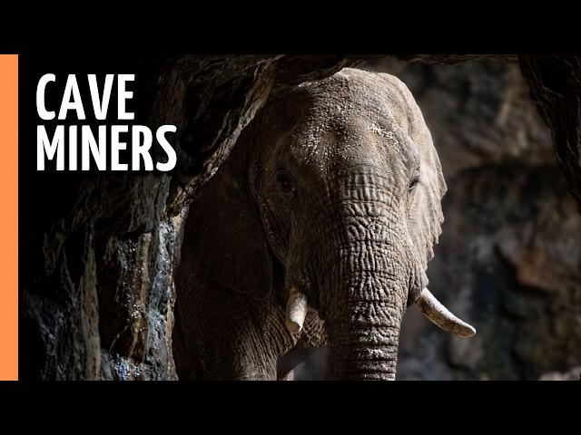 The Cave Elephants of Mount Elgon