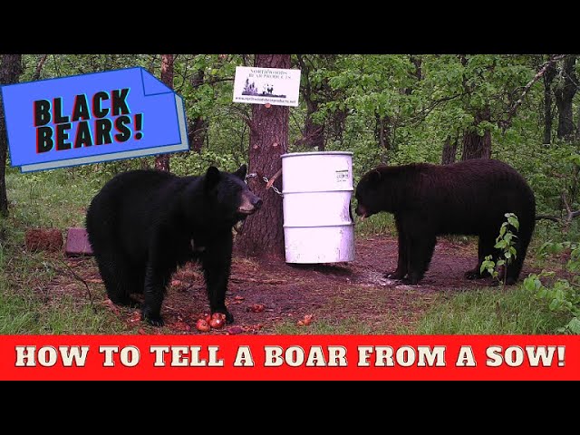 Black bears: how to tell boars from sows