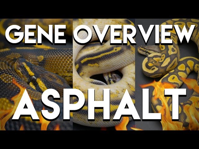Asphalt Gene Ball Python Overview!! The Best Gene Ever?!?