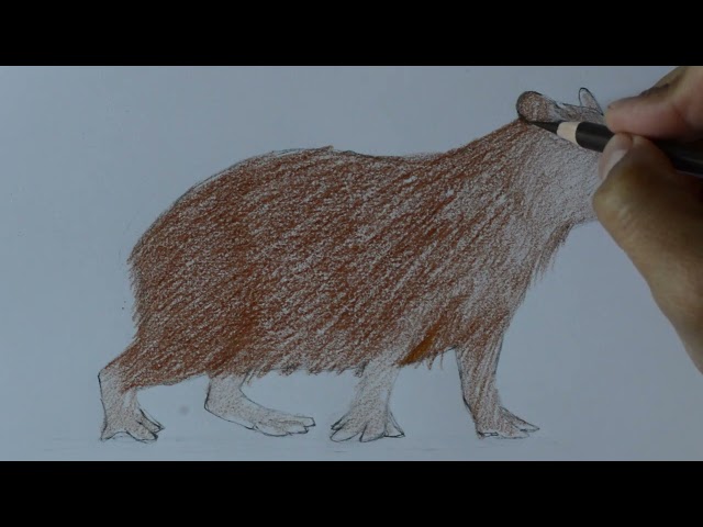 😱✍How to draw a realistic capybara step by step very easily in color. 😄In timelapse.👍💯 or summary.