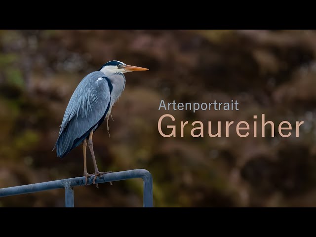 🪶The Grey Heron | Species Portrait