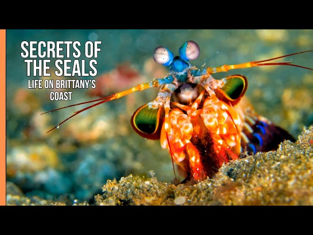 Where the Atlantic Meets the Wild – Seals of Brittany