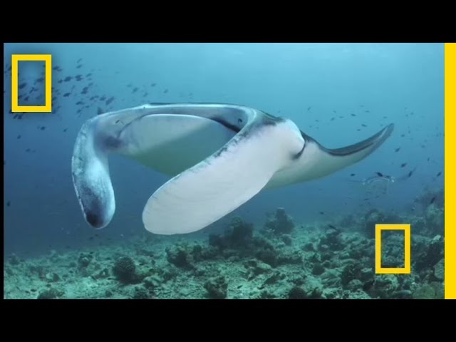 Feeding Frenzy: Manta Rays in the Maldives | National Geographic