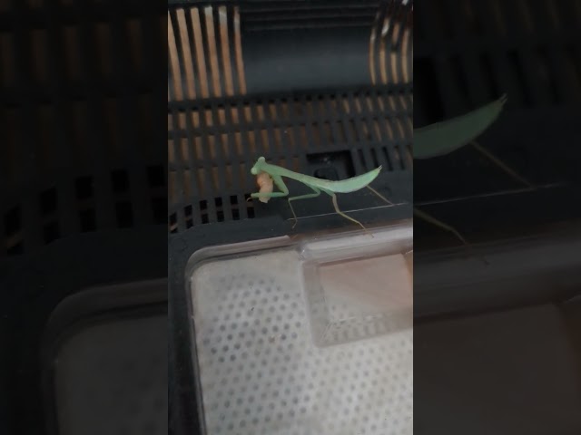 Mahlzeit für Gottesanbeterin 💛 | 🐍 Viking Reptiles #shorts